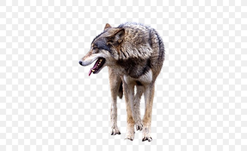 Gray Wolf Clip Art, PNG, 500x500px, Gray Wolf, Coyote, Deviantart, Digital Image, Dog Like Mammal Download Free
