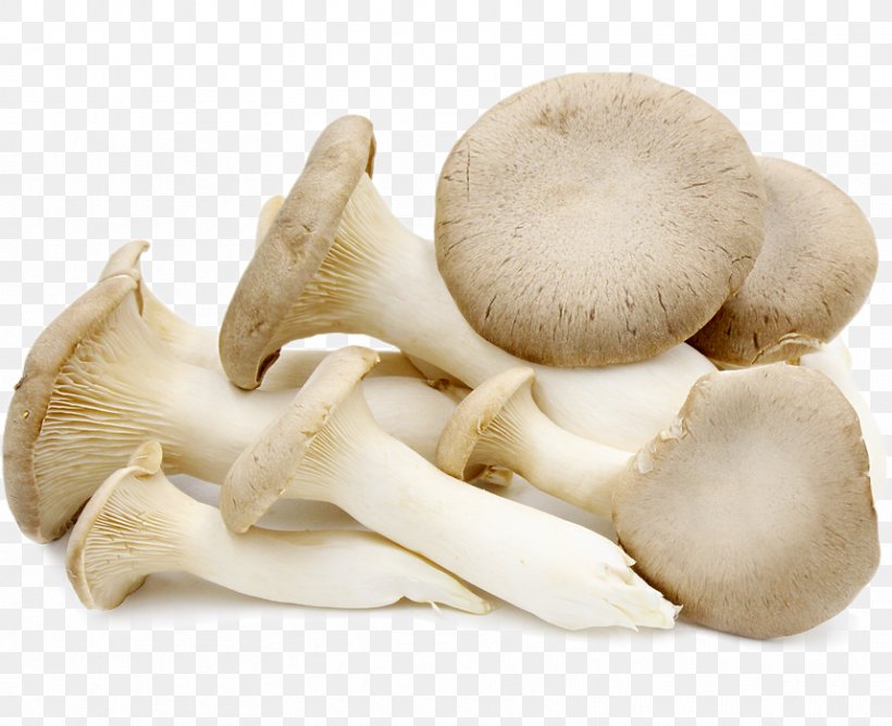 Oyster Mushroom Pleurotus Eryngii Edible Mushroom, PNG, 858x700px, Oyster, Agaricaceae, Boletus Edulis, Canning, Chanterelle Download Free