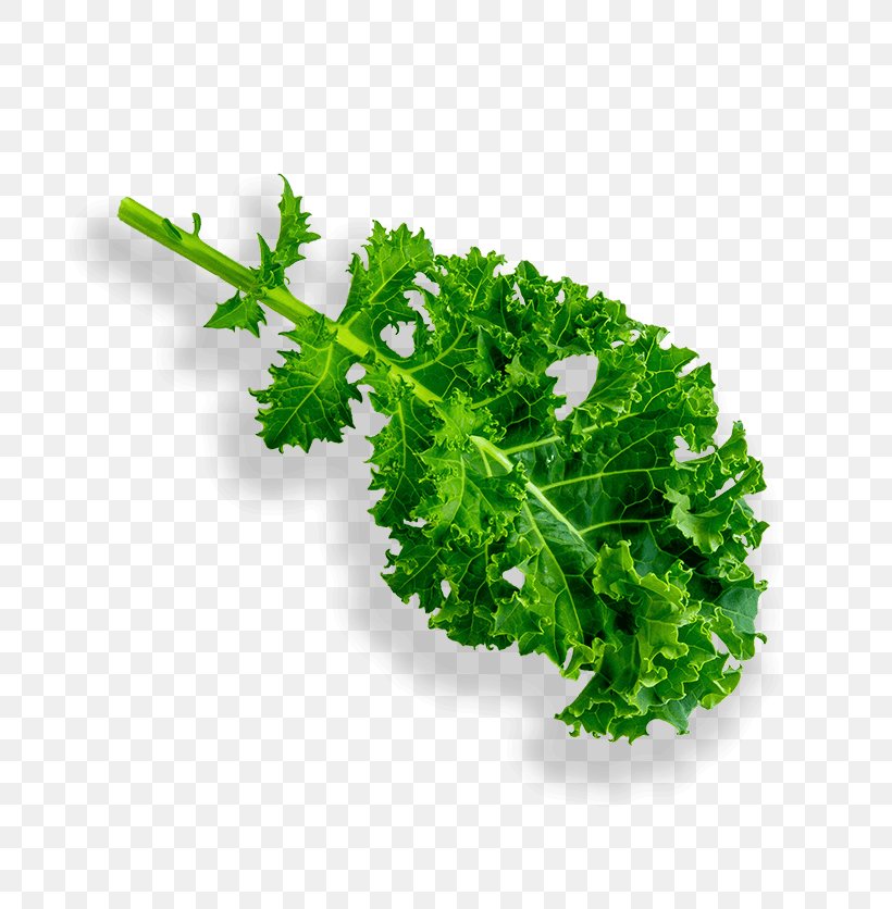 Parsley Lettuce Leaf Vegetable Hydroponics Grow Light, PNG, 807x836px, Parsley, Grow Light, Herb, Herbalism, Hydroponics Download Free
