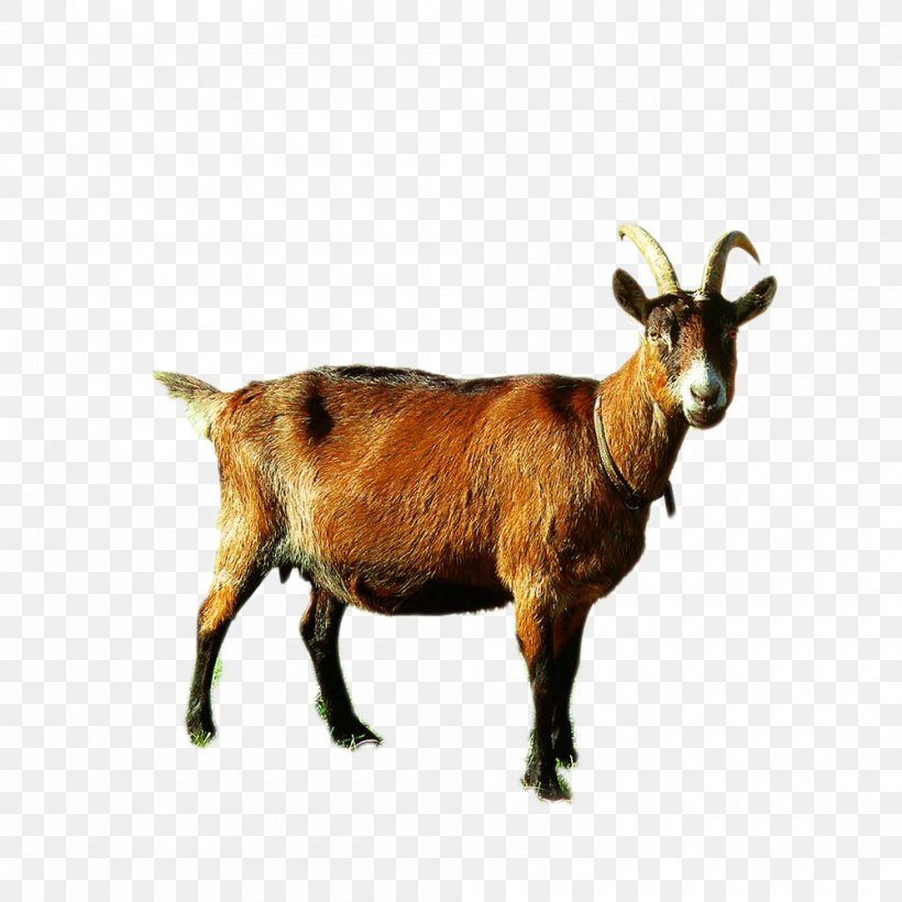 Sheep Goat Camel U7f8a Cattle, PNG, 1000x1000px, Sheep, Alpaca, Beef, Bovini, Camel Download Free