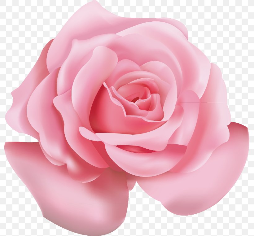 Beach Rose Pink Flower Icon, PNG, 791x762px, Beach Rose, Blue Rose, Color, Cut Flowers, Floribunda Download Free