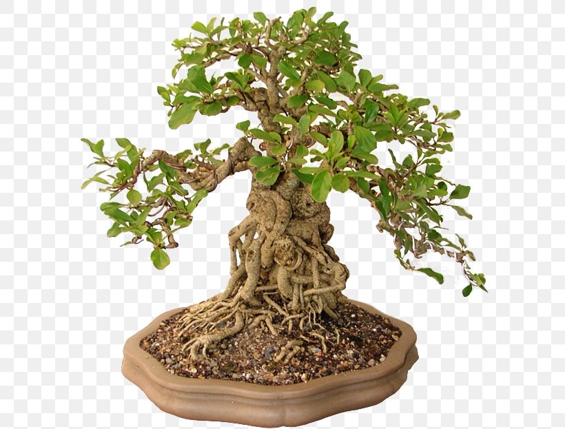 Chinese Sweet Plum Bonsai Flowerpot Norse Clans Tree, PNG, 599x623px, Chinese Sweet Plum, Bonsai, Clock, Clothing Accessories, Denim Download Free