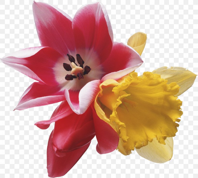 Flower Tulip Clip Art, PNG, 1280x1152px, Flower, Daffodil, Digital Image, Flowering Plant, Lily Family Download Free