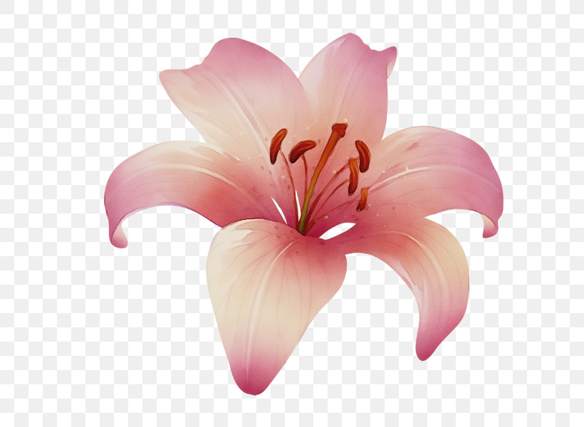Lily Petal Pink Flower Plant, PNG, 600x600px, Watercolor, Amaryllis Belladonna, Cut Flowers, Daylily, Flower Download Free