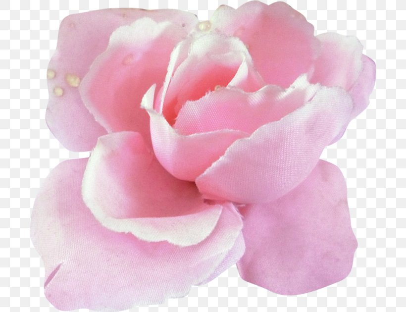 Garden Roses Beach Rose Flower Centifolia Roses Silhouette, PNG, 700x630px, Garden Roses, Beach Rose, Centifolia Roses, Cut Flowers, Floribunda Download Free