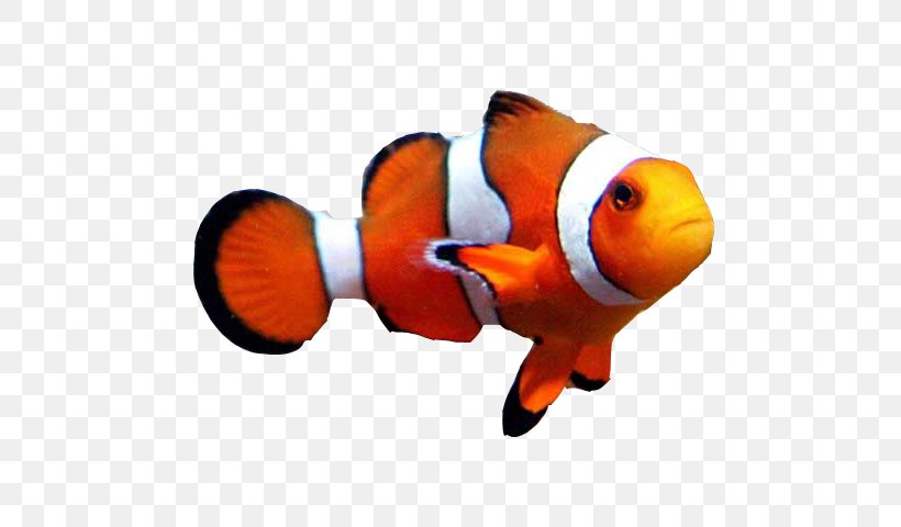 Goldfish Clownfish Aquarium Clown Loach, PNG, 640x480px, Goldfish, Animal, Aquarium, Bony Fish, Clown Loach Download Free