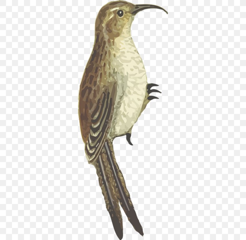 Hummingbird Drawing, PNG, 400x800px, Bird, Animal, Beak, Bird Nest, Bird Of Prey Download Free