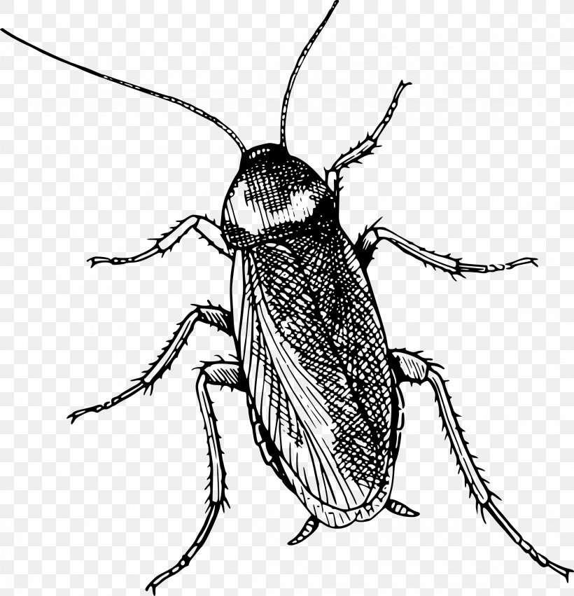 Leaf Drawing, PNG, 2310x2400px, Cockroach, American Cockroach, Beetle, Blattodea, Blister Beetles Download Free