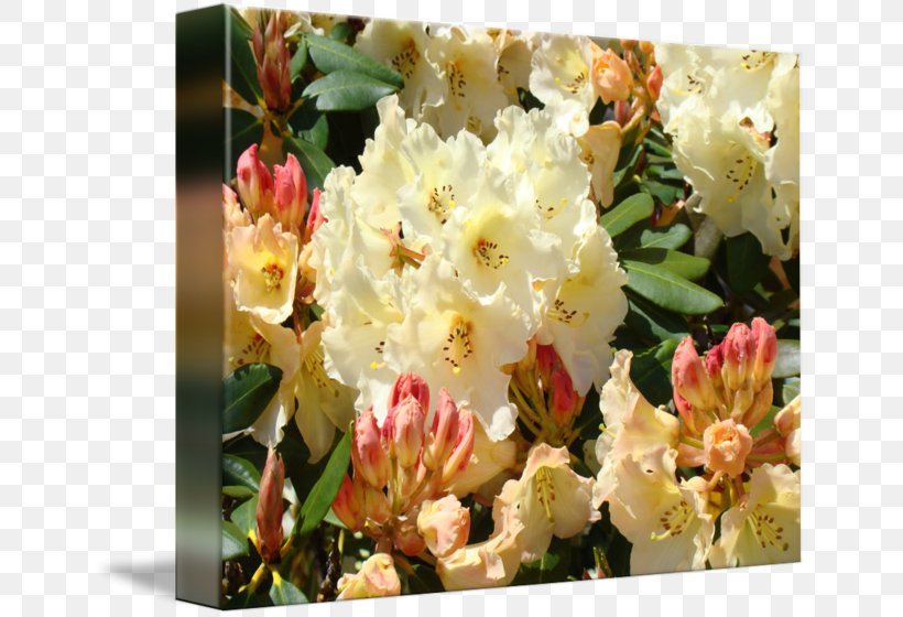 Rhododendron Yellow Cream Pink Orange, PNG, 650x560px, Rhododendron, Cafepress, Cream, Flower, Flowering Plant Download Free