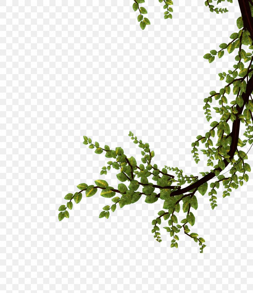Tree Branch Leaf Plant Flower, PNG, 2208x2556px, Tree, Bark, Branch, Deciduous, Flower Download Free