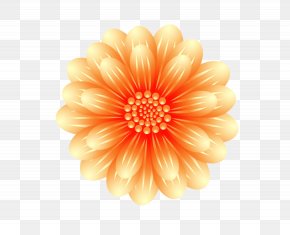 Transvaal Daisy Cut Flowers Floristry Assortment Strategies, PNG ...