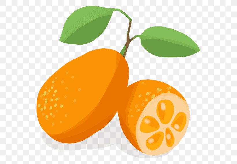 Clementine Kumquat Mandarin Orange Vegetable Bitter Orange, PNG, 570x570px, Clementine, Bitter Orange, Black Spanish Radish, Chard, Citric Acid Download Free