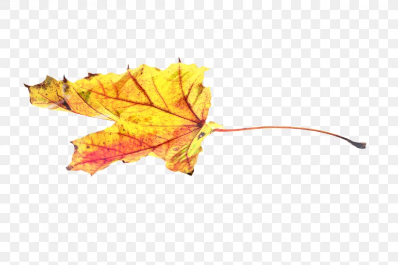 Family Tree Background, PNG, 1198x800px, Maple Leaf, Autumn, Black Maple, Deciduous, Flower Download Free