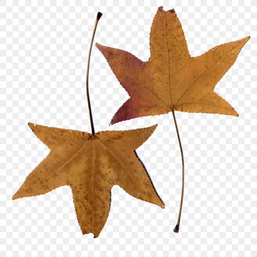 Maple Leaf, PNG, 900x900px, Maple Leaf, Leaf, Plant, Tree Download Free