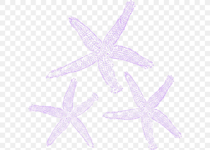 Marine Invertebrates Starfish Echinoderm Lilac, PNG, 600x588px, Invertebrate, Animal, Echinoderm, Fish, Lavender Download Free
