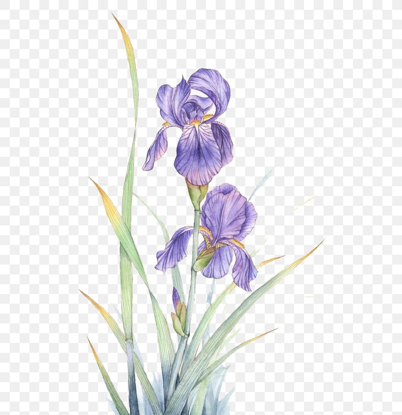 Watercolor Painting Violet Flower, PNG, 628x847px, Watercolor Painting, Drawing, Flower, Flowering Plant, Iris Download Free