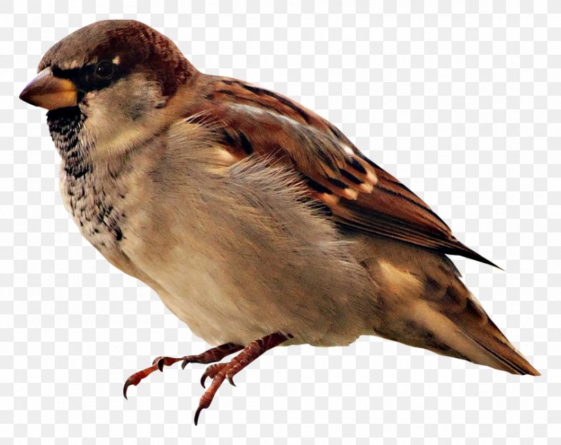 Bird House Sparrow Real Animal Sounds Pet, PNG, 883x702px, Bird, Animal, Beak, Birdwatching, Cat Download Free