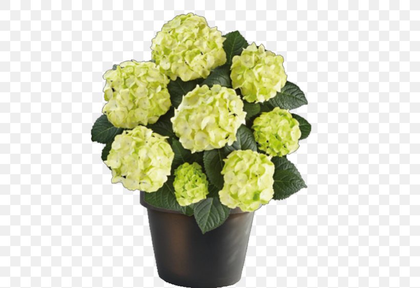 Caipirinha French Hydrangea Panicled Hydrangea Embryophyta Phlox Paniculata, PNG, 562x562px, Caipirinha, Annual Plant, Artificial Flower, Bud, Cornales Download Free