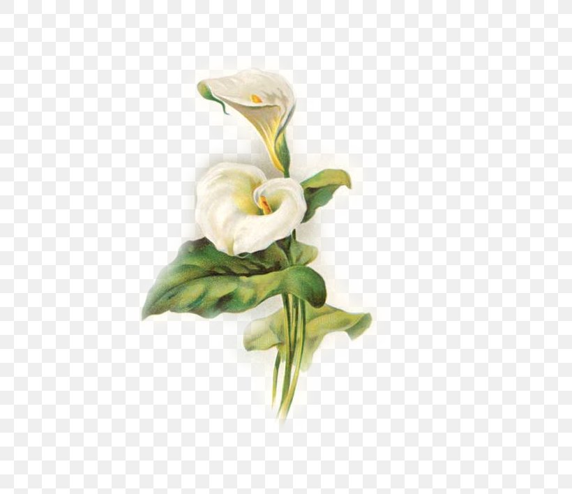 Lilium Arum-lily Easter Flower Pattern, PNG, 588x708px, Lilium, Alismatales, Artificial Flower, Arum, Arum Family Download Free