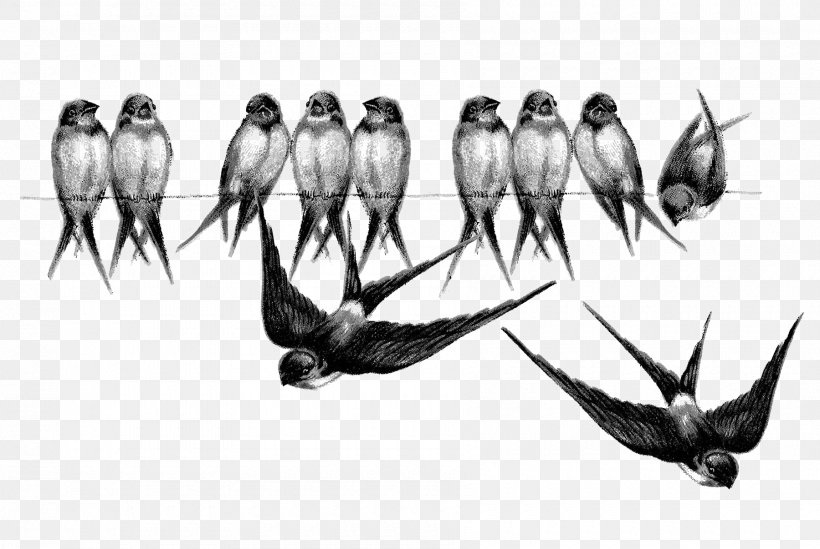Swallow Bird Passerine Clip Art, PNG, 1800x1207px, Swallow, Art, Beak, Bird, Bird Nest Download Free