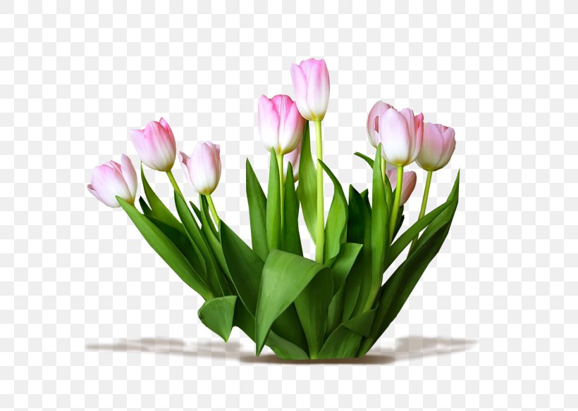Tulip Cut Flowers, PNG, 800x584px, Tulip, Artificial Flower, Bud, Cut Flowers, Floral Design Download Free