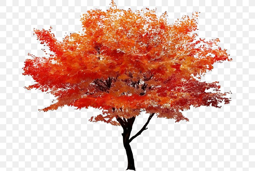 Fall Tree, PNG, 677x551px, Watercolor, Autumn, Black Maple, Branch, Deciduous Download Free