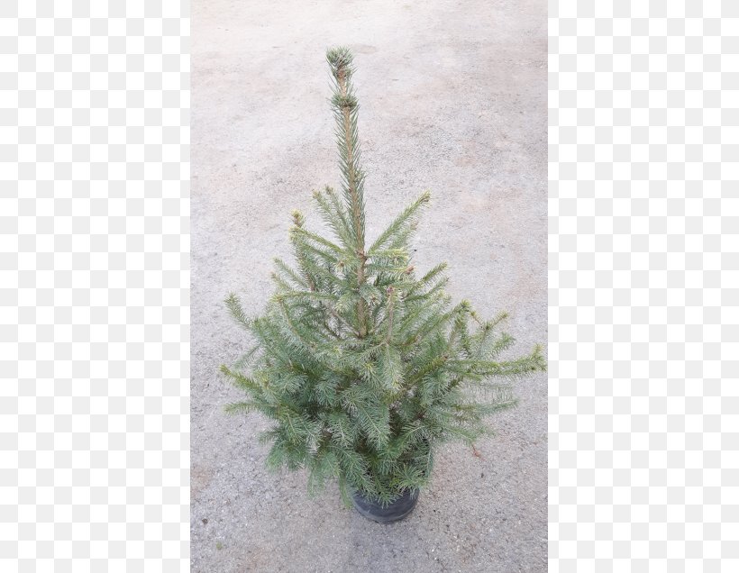 Fir Picea Omorika Norway Spruce Pine Tree, PNG, 560x636px, Fir, Christmas, Christmas Tree, Conifer, Conifers Download Free