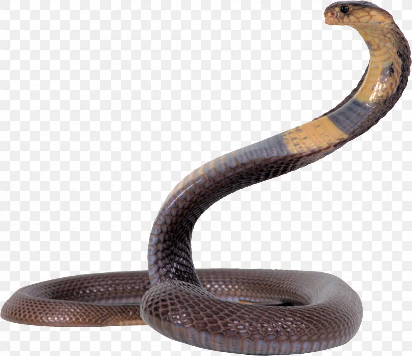 Snake Reptile, PNG, 2331x2016px, Snake, Black Mamba, Cobra, Elapidae, Indian Cobra Download Free