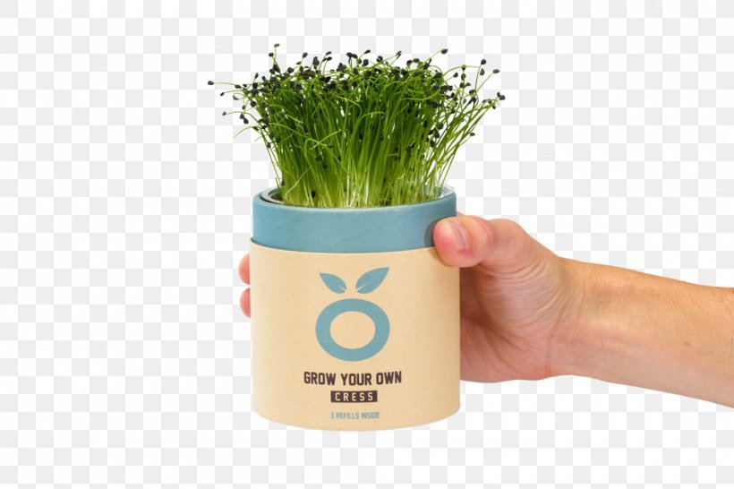 Buzzy Kweekset Spruitgroente Sprouting Beer Flowerpot Product, PNG, 1000x667px, Sprouting, Beer, Book, Brassica Oleracea Var Italica, Business Download Free