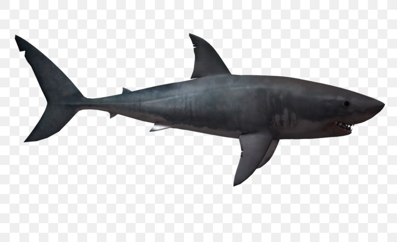 Clip Art Shortfin Mako Shark Mackerel Sharks Great White Shark, PNG, 800x499px, Shortfin Mako Shark, Bull Shark, Cartilaginous Fish, Cartilaginous Fishes, Fauna Download Free
