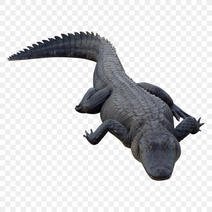 Crocodile Chinese Alligator Alligators, PNG, 3500x3500px, Crocodile, Alligator, American Alligator, Chinese Alligator, Crocodiles Download Free