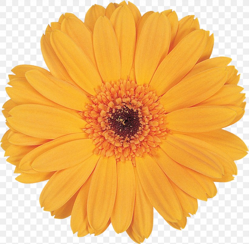 Marigold Flower Calendula Officinalis Clip Art, PNG, 1181x1158px, Marigold, Calendula, Calendula Officinalis, Chrysanthemum, Chrysanths Download Free