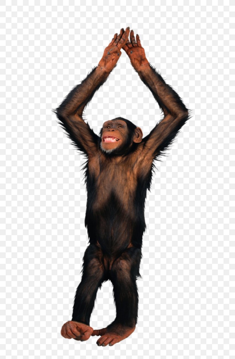 Monkey Chimpanzee Image File Formats, PNG, 800x1252px, Monkey, Arm, Chimpanzee, Common Chimpanzee, Fur Download Free
