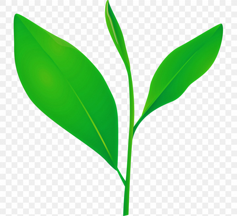Tea Leaves Leaf Spring, PNG, 3000x2730px, Tea Leaves, Flower, Green, Herbaceous Plant, Leaf Download Free