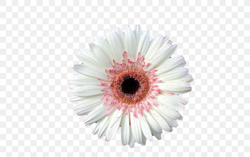Transvaal Daisy Cut Flowers, PNG, 667x516px, Transvaal Daisy, Asterales, Cut Flowers, Daisy, Daisy Family Download Free