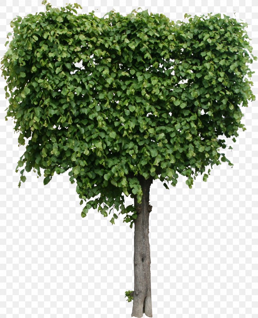 Tree Shrub Plant Quality Texture Mapping, PNG, 1767x2184px, 3d Computer Graphics, Tree, Branch, Critical To Quality, Ctq Tree Download Free
