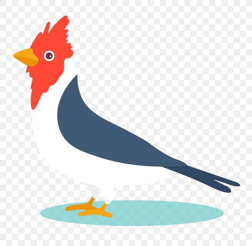 Bird Parrot Euclidean Vector Vector Graphics Design, PNG, 800x800px, Bird, Animation, Art, Beak, Cartoon Download Free