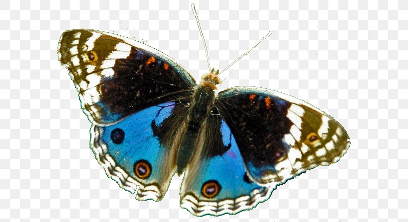 Brush-footed Butterflies Moth Butterfly Gossamer-winged Butterflies Tithonus Birdwing, PNG, 601x447px, Brushfooted Butterflies, Arthropod, Birdwing, Brush Footed Butterfly, Buckeyes Download Free