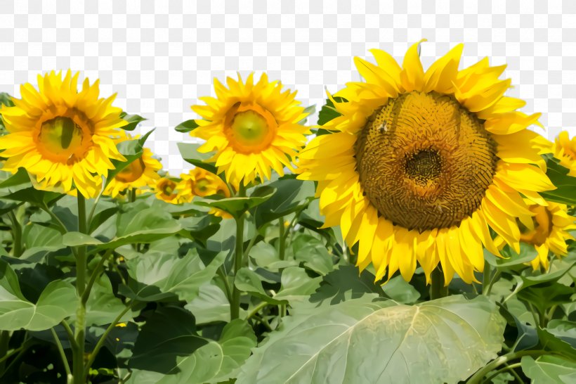 Flowers Background, PNG, 2448x1632px, Sunflower, Annual Plant, Art, Asterales, Bloom Download Free