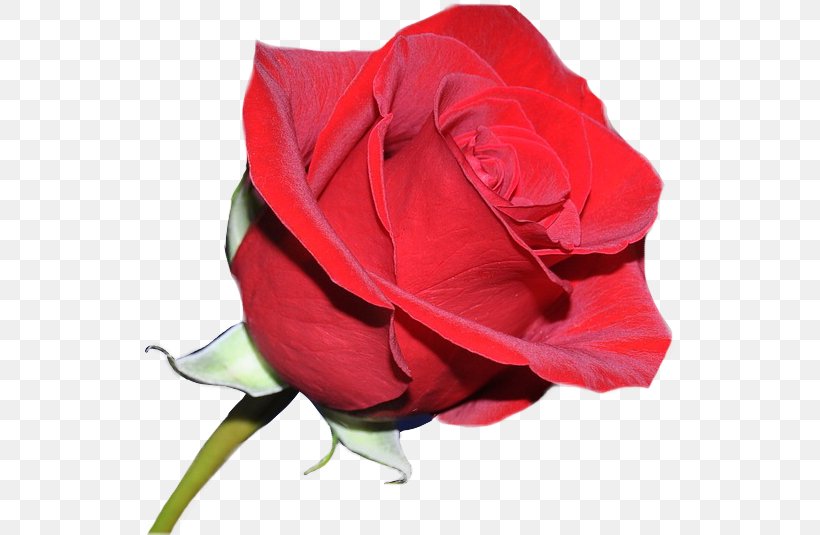 Garden Roses, PNG, 541x535px, Garden Roses, Cut Flowers, Flower, Hybrid Tea Rose, Petal Download Free