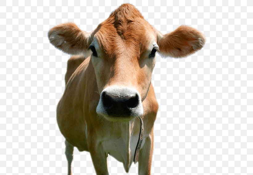 Jersey Cattle Holstein Friesian Cattle Brown Swiss Cattle Calf Milk, PNG, 548x566px, Jersey Cattle, Agriculture, Breed, Brown Swiss Cattle, Calf Download Free