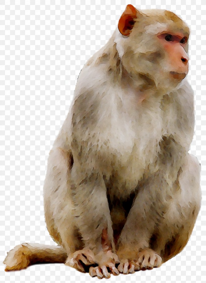 Macaque Cat Old World Monkeys YouTube, PNG, 1087x1497px, Macaque, Cat, Fauna, Fur, Magic The Gathering Download Free