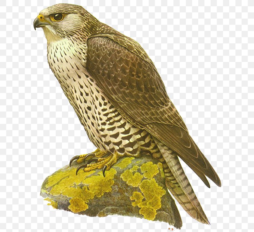 The Gyrfalcon Bird Hawk, PNG, 623x749px, Falcon, Beak, Bird, Bird Of Prey, Buzzard Download Free