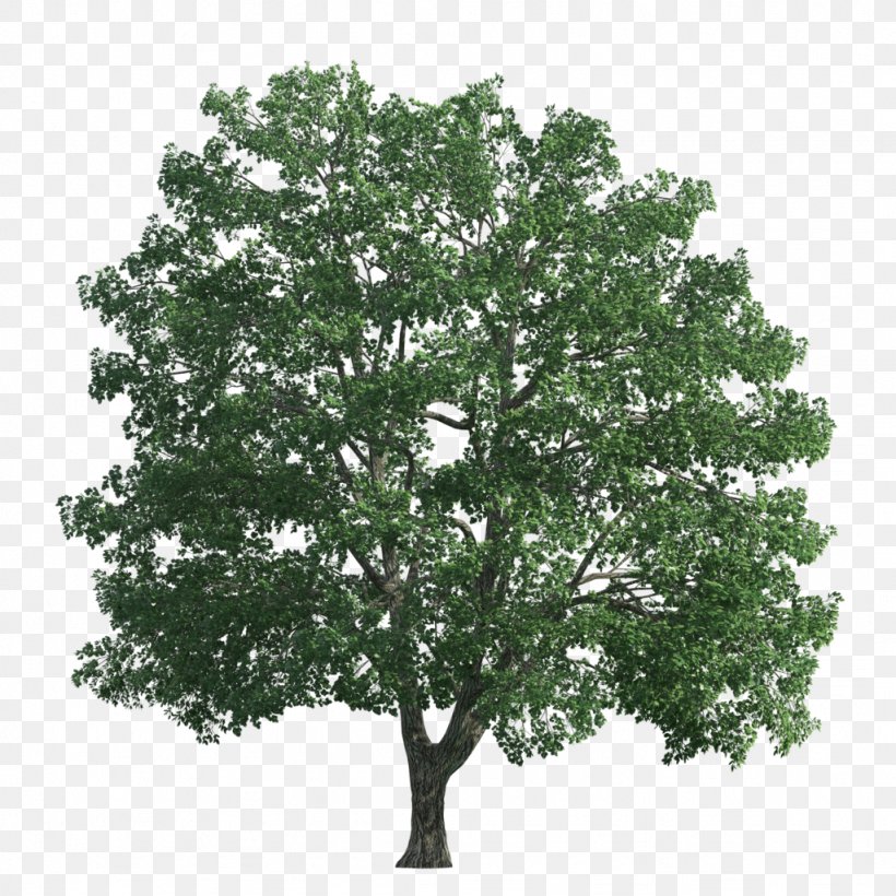 Tree Transparency And Translucency, PNG, 1024x1024px, Tree, Branch, Computer Software, Copying, Editing Download Free