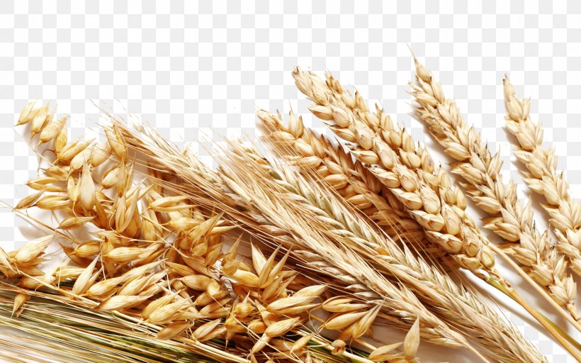Cereal Whole Grain Rice Harvest, PNG, 1920x1200px, Cereal, Avena, Bran, Cereal Germ, Commodity Download Free