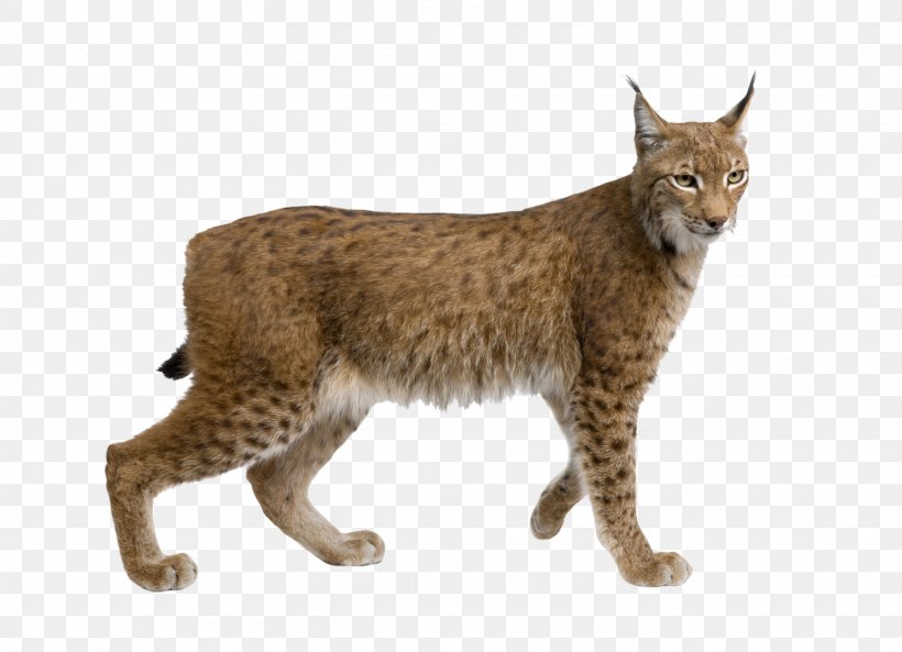 Eurasian Lynx Felidae Wildcat Cougar Stock Photography, PNG, 2048x1483px, Eurasian Lynx, Animal, Bobcat, California Spangled, Carnivoran Download Free