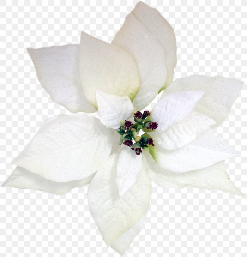 Flower Poinsettia Christmas Petal, PNG, 1731x1800px, Flower, Christmas, Christmas Card, Color, Corepng Download Free