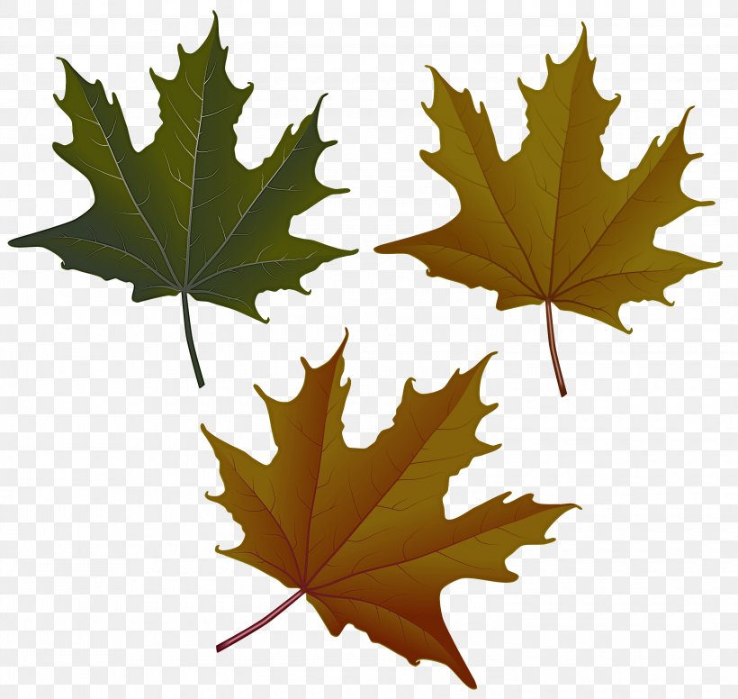 Maple Leaf, PNG, 3000x2840px, Leaf, Black Maple, Flowering Plant, Grape Leaves, Maple Download Free