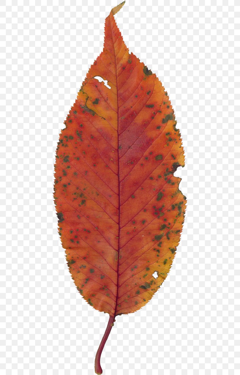 Autumn Leaf Color, PNG, 461x1280px, Leaf, Autumn, Autumn Leaf Color, Maple Leaf, Orange Download Free