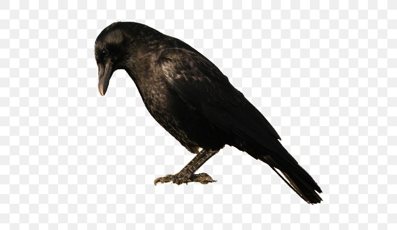 American Crow New Caledonian Crow Rook Bird, PNG, 670x474px, American Crow, Beak, Bird, Bird Flight, Cape Crow Download Free